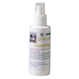 Urine de laie en chaleur